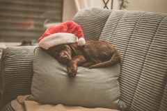 Frohe Weihnachten